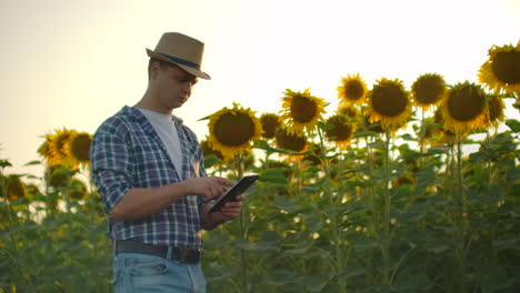 A-boy-in-straw-hat-walks-across-a-field-with-large-sunflowers-and-writes-information-about-it-in-his-electronic-tablet-in-nature.